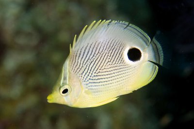 Four-eyed butterflyfish