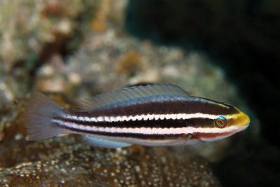 Juvenile/initial phase striped parrotfish