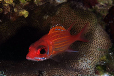 Longjaw squirrelfish