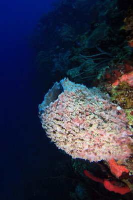 Brown barrel sponge