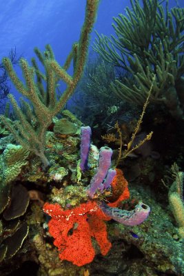 Sponges and corals