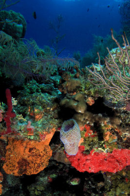 Sponges and corals