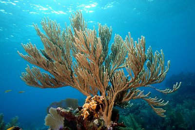 Sea rod coral
