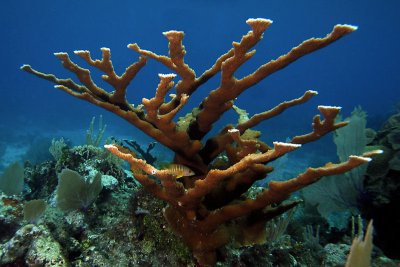 Staghorn coral