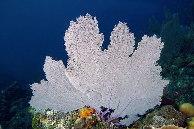 Sea fan coral