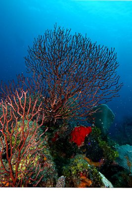 Deep water sea fans