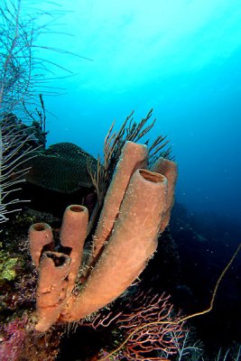 Branching tube sponge