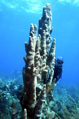 Darren with giant pillar coral