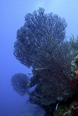 Deep water sea fans