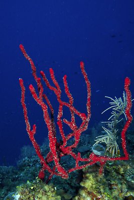 Red rope sponge