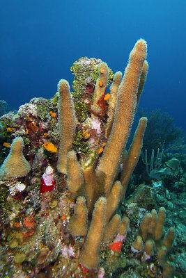 Pillar coral