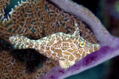 Slender filefish by sea fan