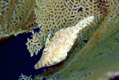 Slender filefish