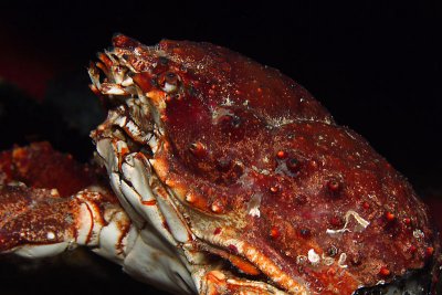 Channel clinging crab