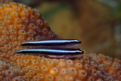 Gobies on star coral