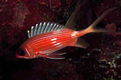 Squirrelfish