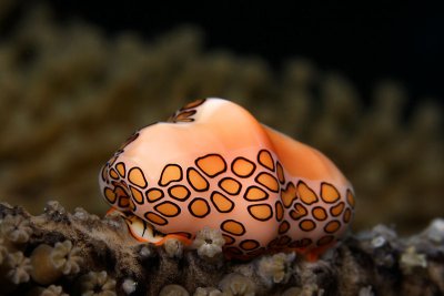 Flamingo tongue snail