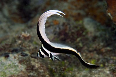 Juvenille spotted drum