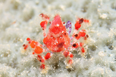Cryptic teardrop crab on sponge