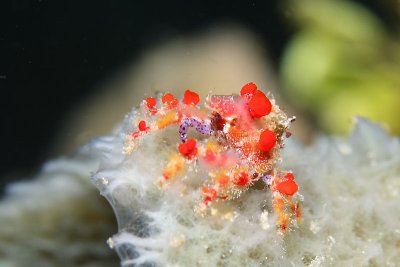 Cryptic teardrop crab