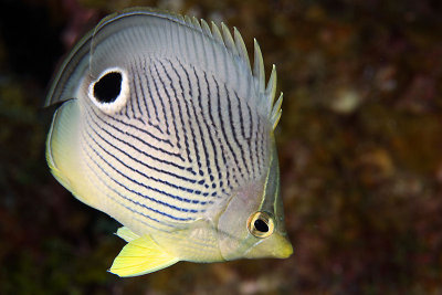 Four-eye butterflyfish
