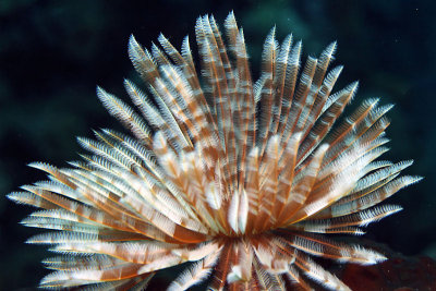 Giant feather duster