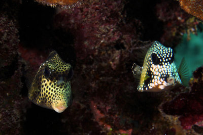 Pair of smooth trunkfish