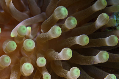 Anemone
