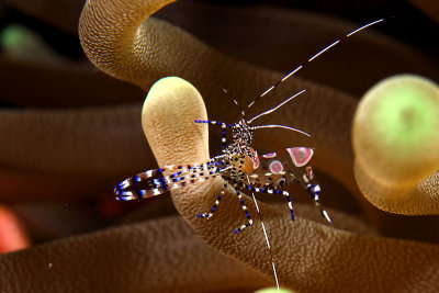 Spotted cleaner shrimp