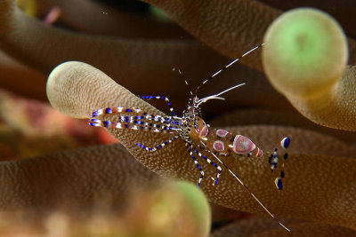 Spotted cleaner shrimp