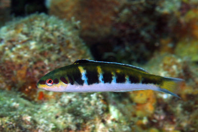 Bluehead wrasse - initial stage