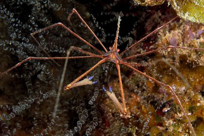 Arrow crab by corkscrew anemone