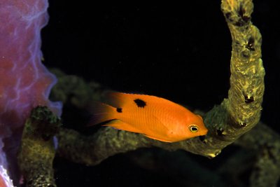 Juvenille three-spot damselfish