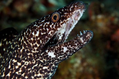 Spotted eel