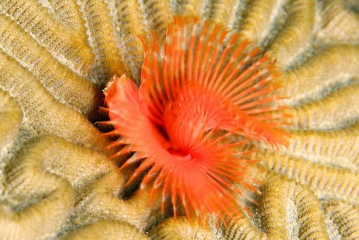 Horseshoe worm on brain coral