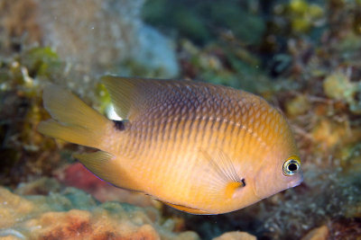 Adult three-spot damselfish