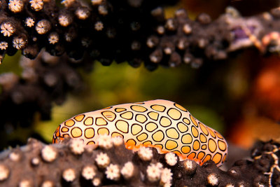 Flamingo tongue on sea rod coral