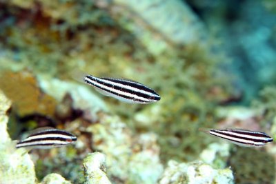 Juvenille striped parrotfish