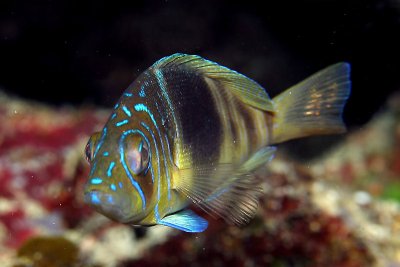 Barred hamlet