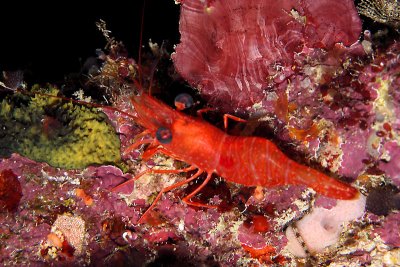 Red shrimp