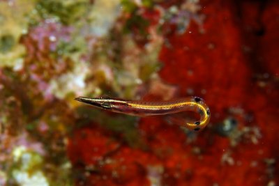 Arrow blenny
