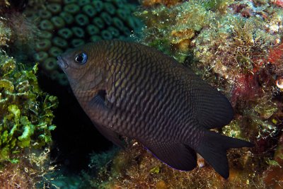 Damselfish