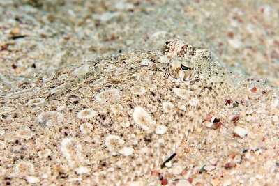 Flounder hiding in the sand