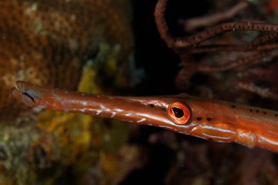 Trumpetfish