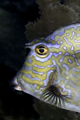 Scrawled cowfish