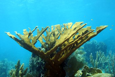 Staghorn coral
