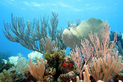 Corals and sponges