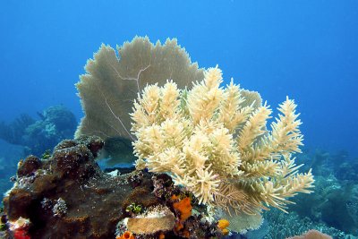 Sea plume coral with sea fan