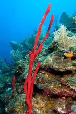 Red rope sponge