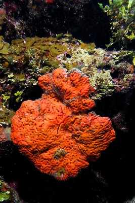 Elephant ear sponge